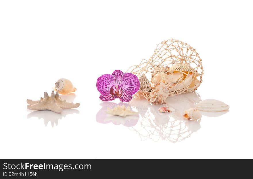 Shell and Starfish decoration