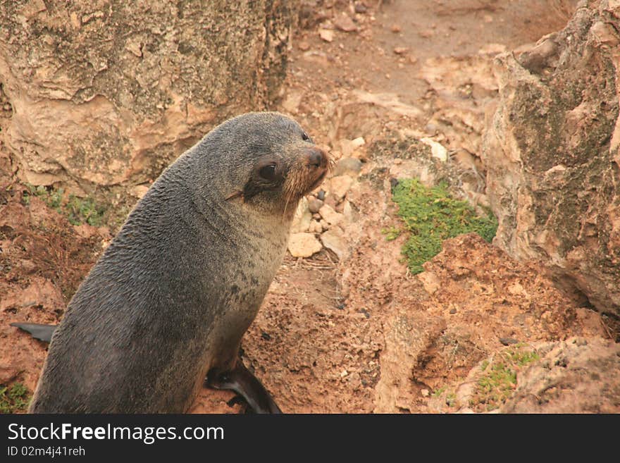 Picture of a seal on rocks