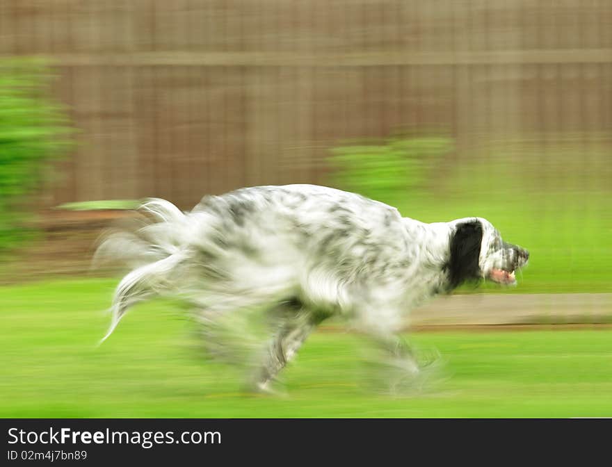 English Setter races on the grass; everything but dog's head is blurred by camera motion. English Setter races on the grass; everything but dog's head is blurred by camera motion