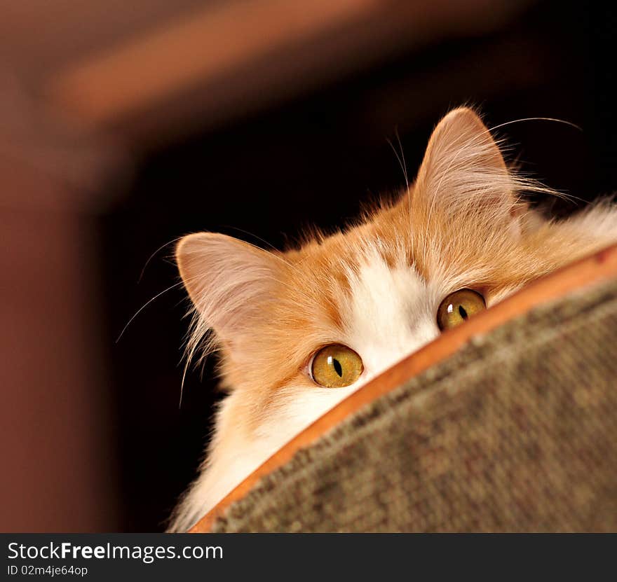 Ginger cat looks out from behind the sofa. Ginger cat looks out from behind the sofa