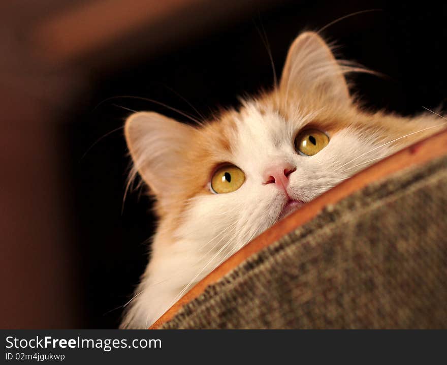 ginger cat looks out from behind the sofa. ginger cat looks out from behind the sofa