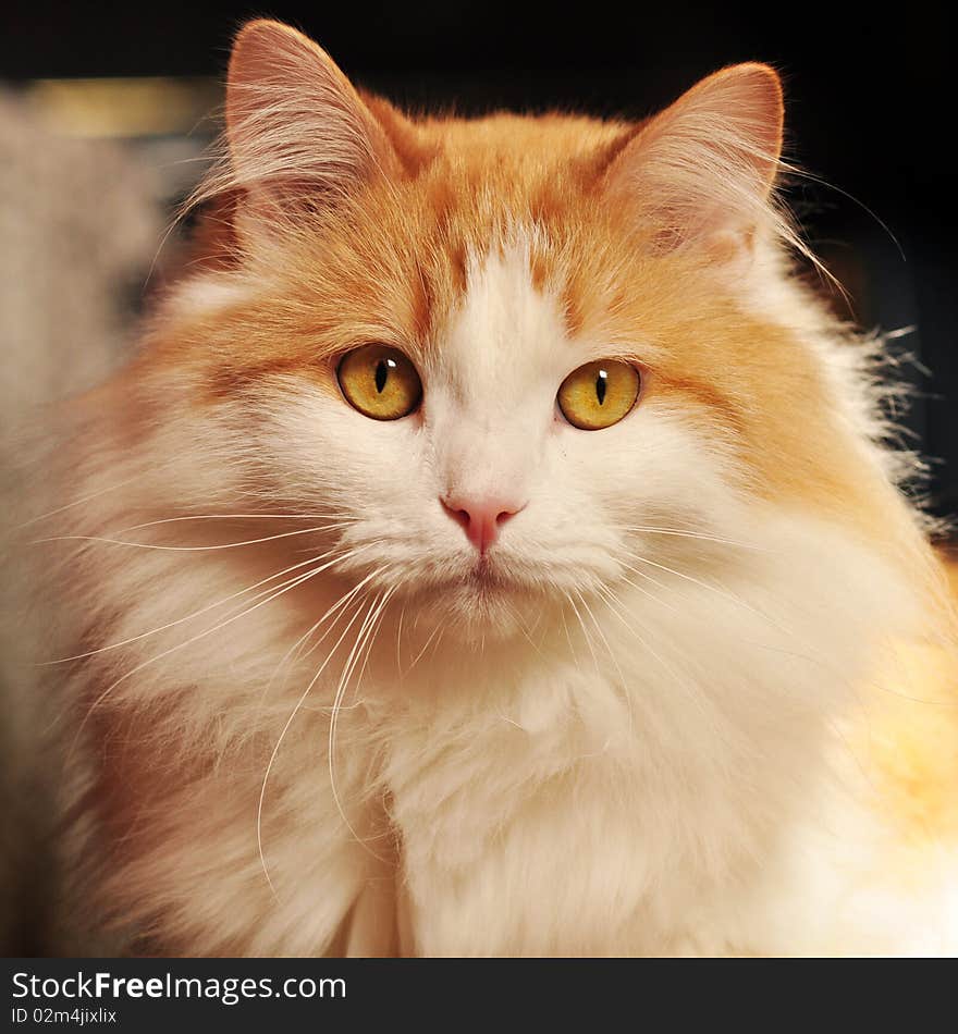 Ginger cat looks out from behind the sofa. Ginger cat looks out from behind the sofa