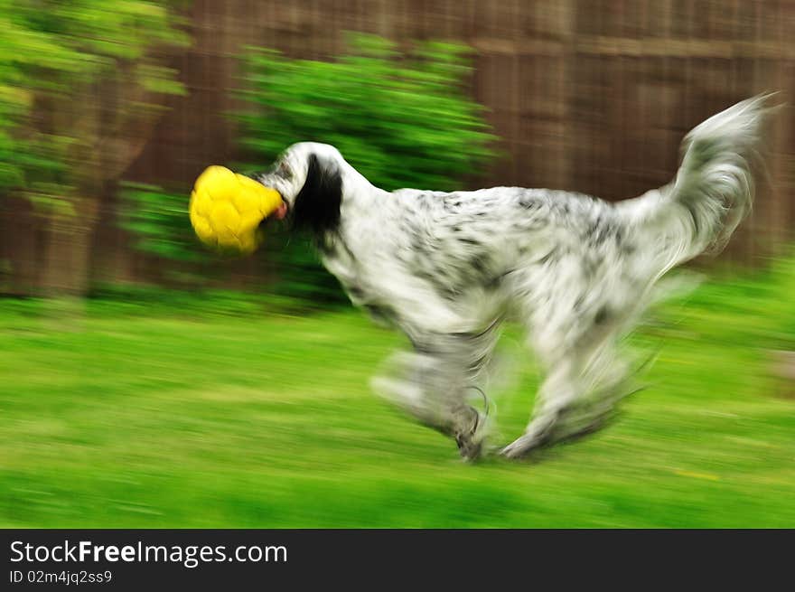 English Setter races on the grass; everything but dog's head is blurred by camera motion. English Setter races on the grass; everything but dog's head is blurred by camera motion