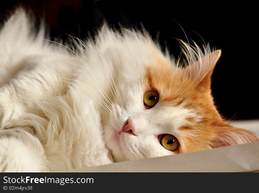 Ginger cat looks out from behind the sofa. Ginger cat looks out from behind the sofa