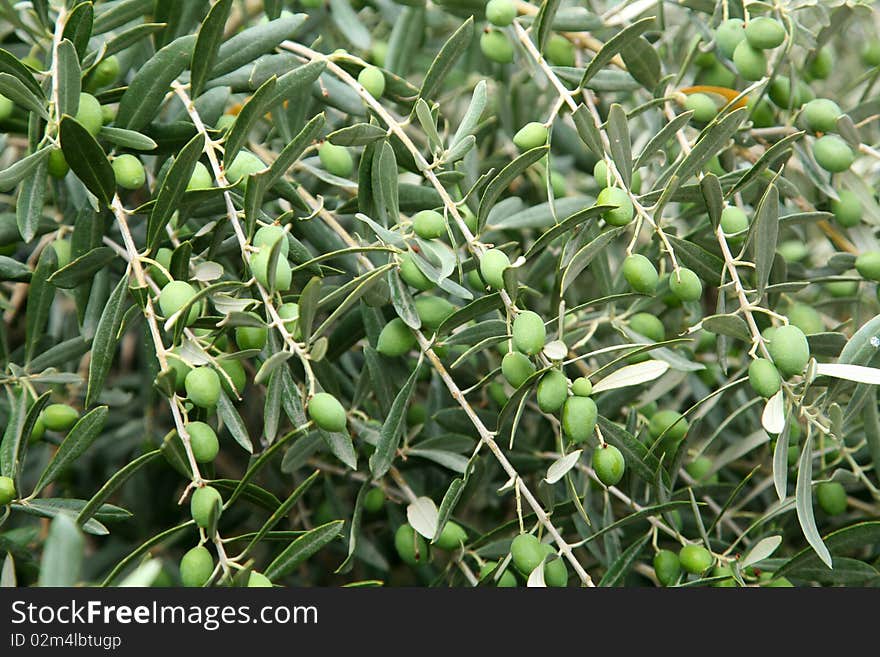 Green olives on the olive tree