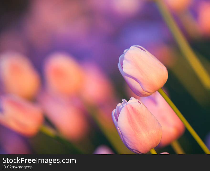 Multiple tulips in light of setting sun. Multiple tulips in light of setting sun