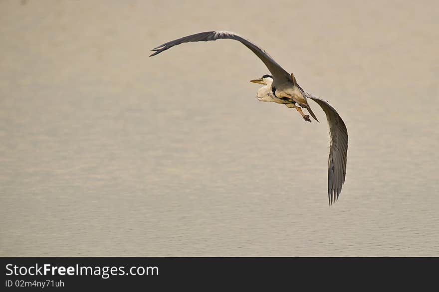 Grey Heron taking off