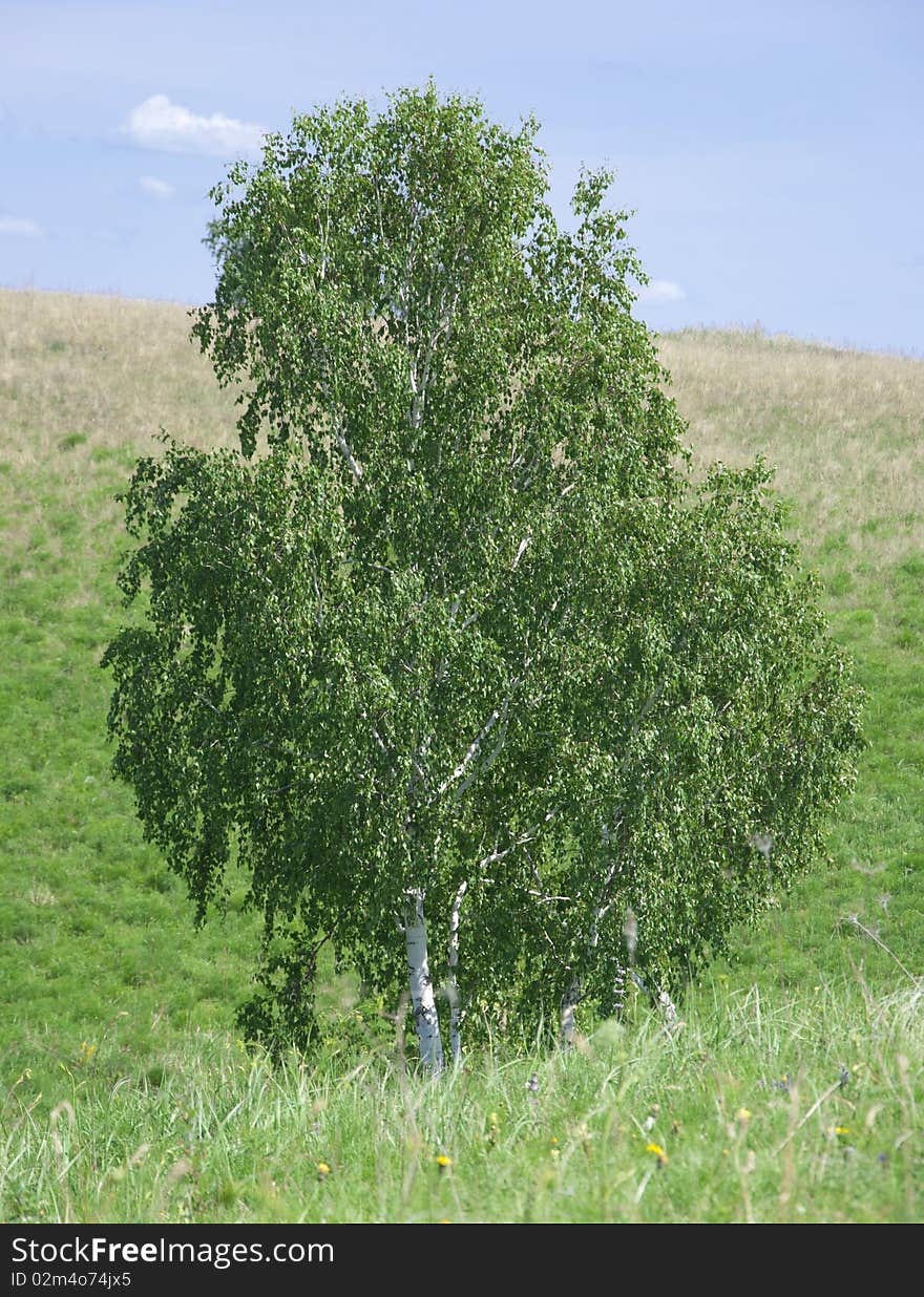 Birch