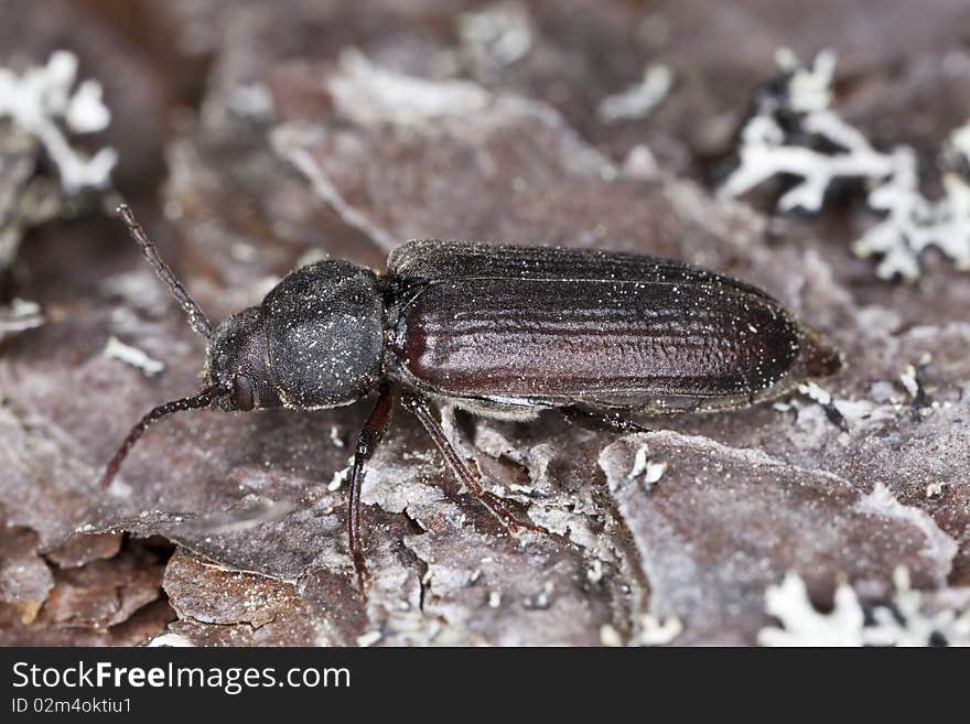 Black spruce borer (Asemum striatum)