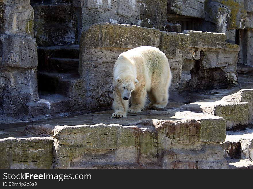 Polar Bear