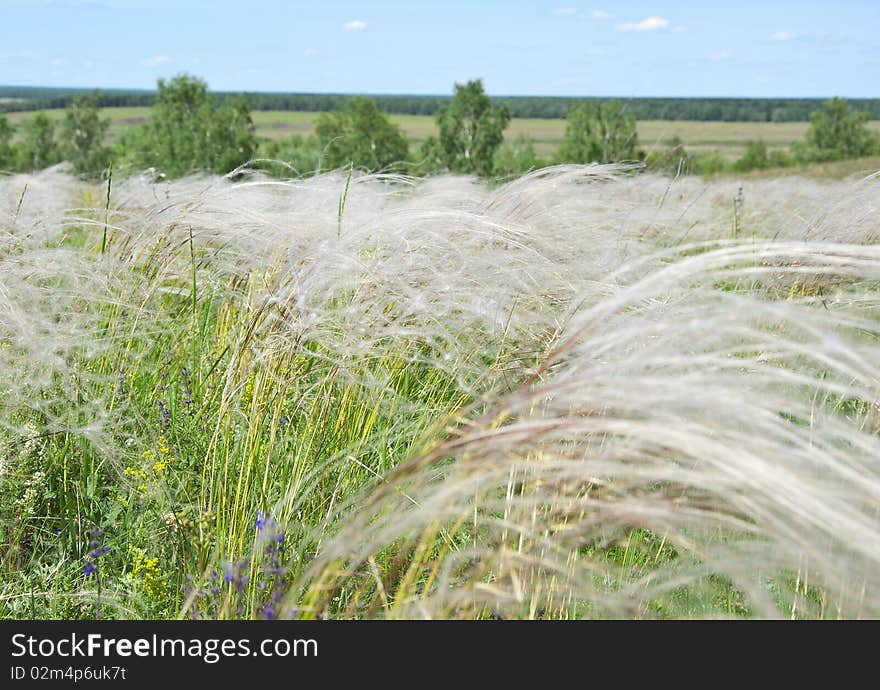 Feather grass in wind against a blue sky