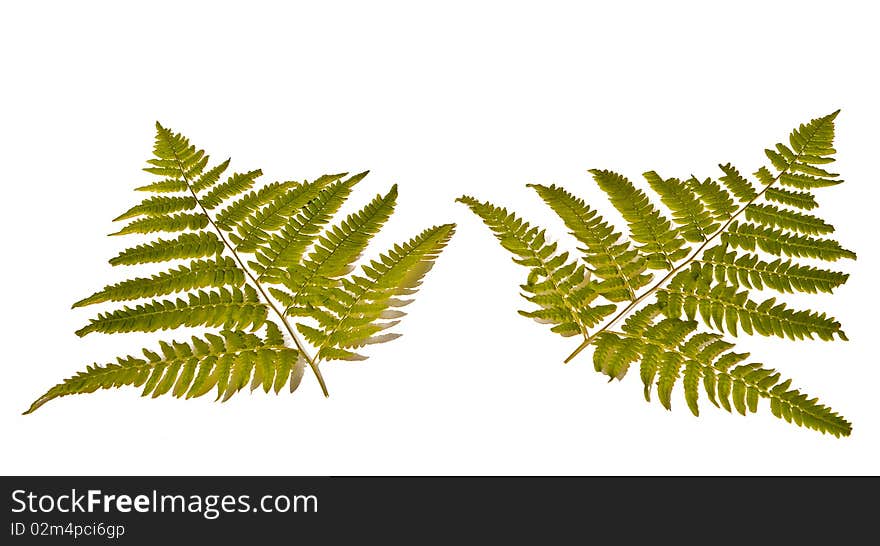 Fern leaves on white background