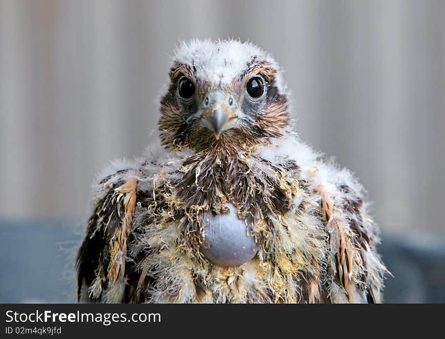 Young falcon