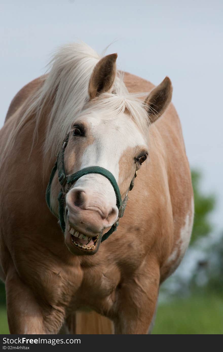 A happy horse with a big smile. A happy horse with a big smile