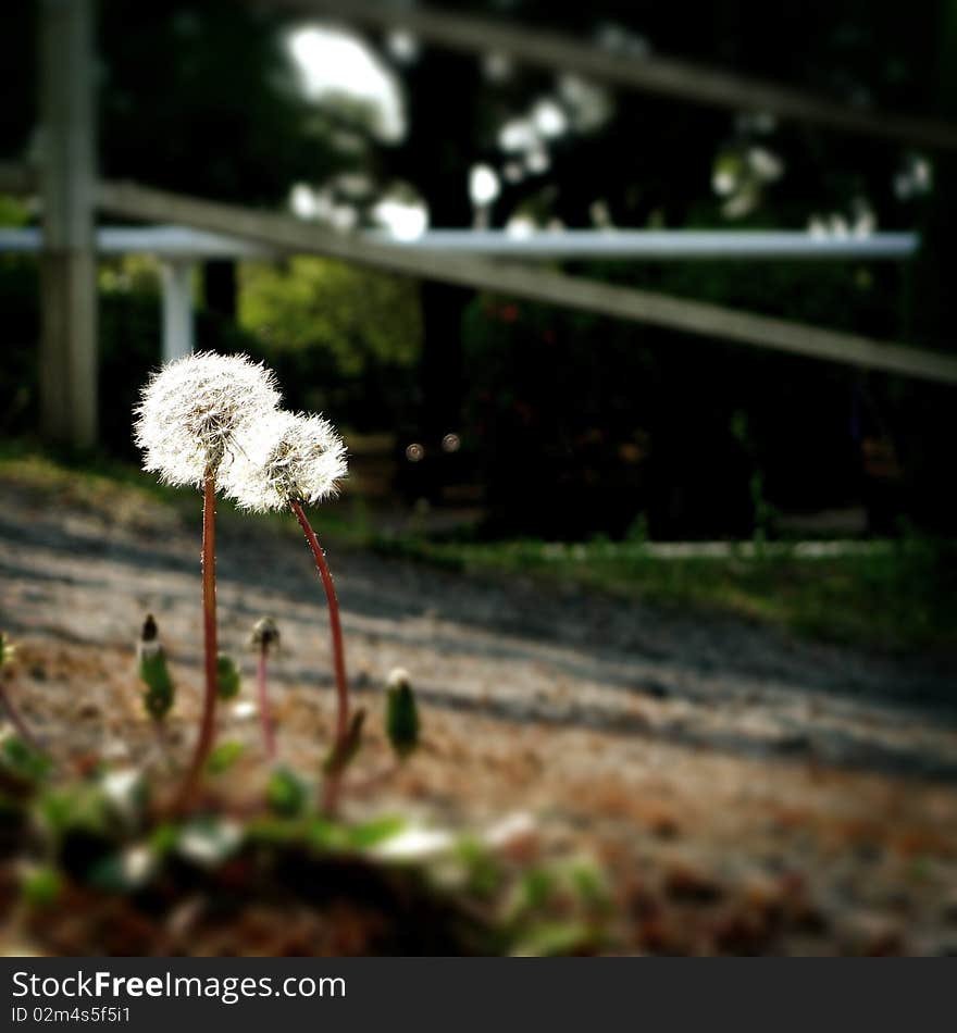 Dandelion puffballs standing side by side. They look like lovers enjoying the mild sunlight. Dandelion puffballs standing side by side. They look like lovers enjoying the mild sunlight.