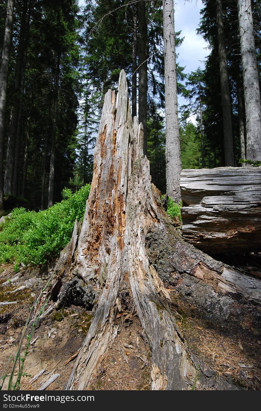 Broken Tree