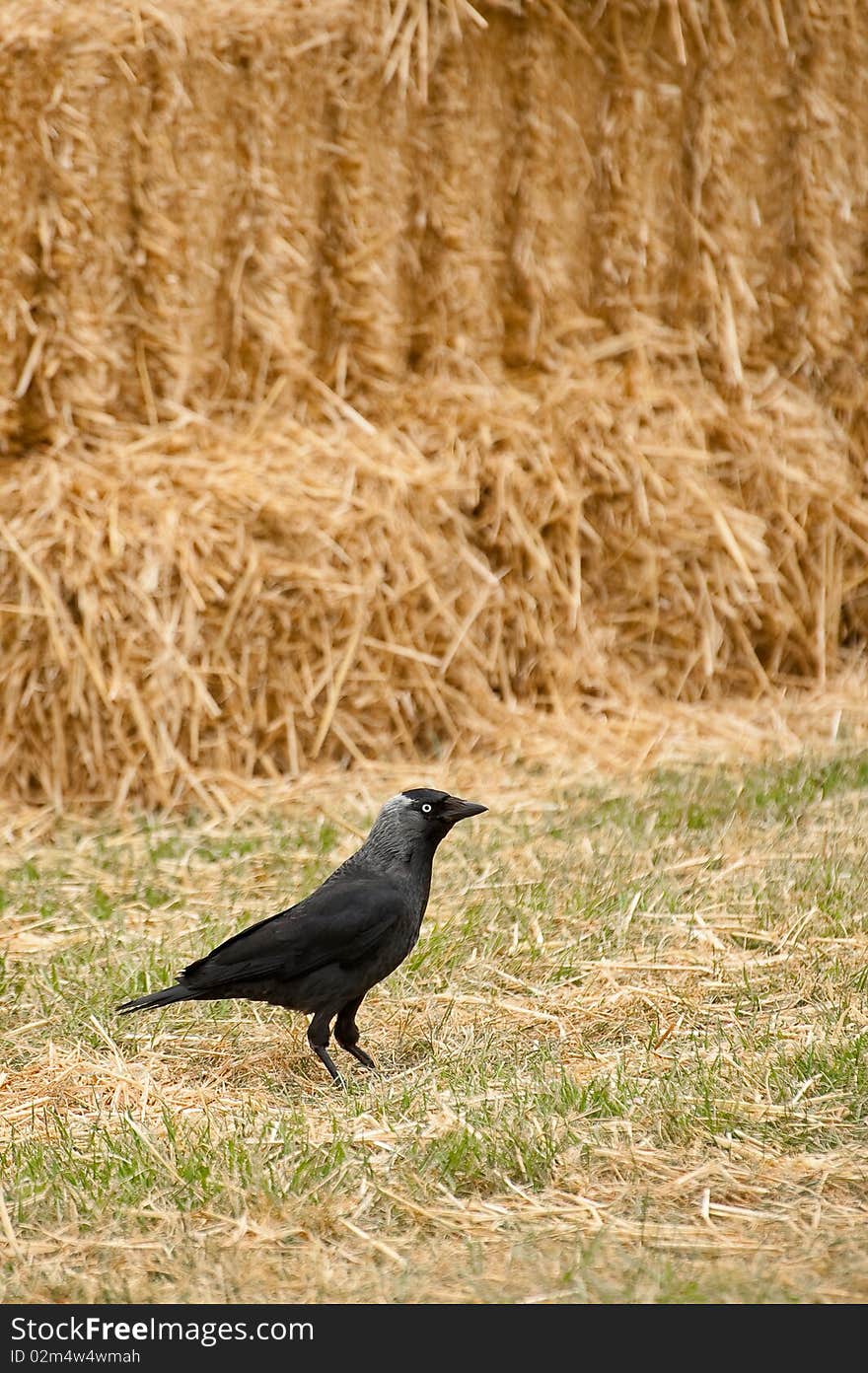 Rook and straw