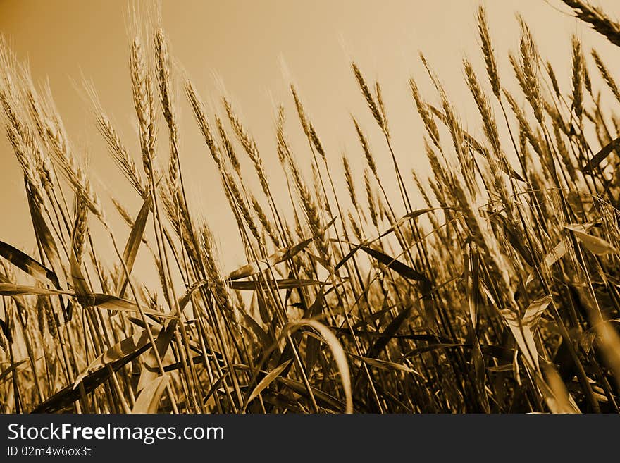 Field of gold wheat. Sepia