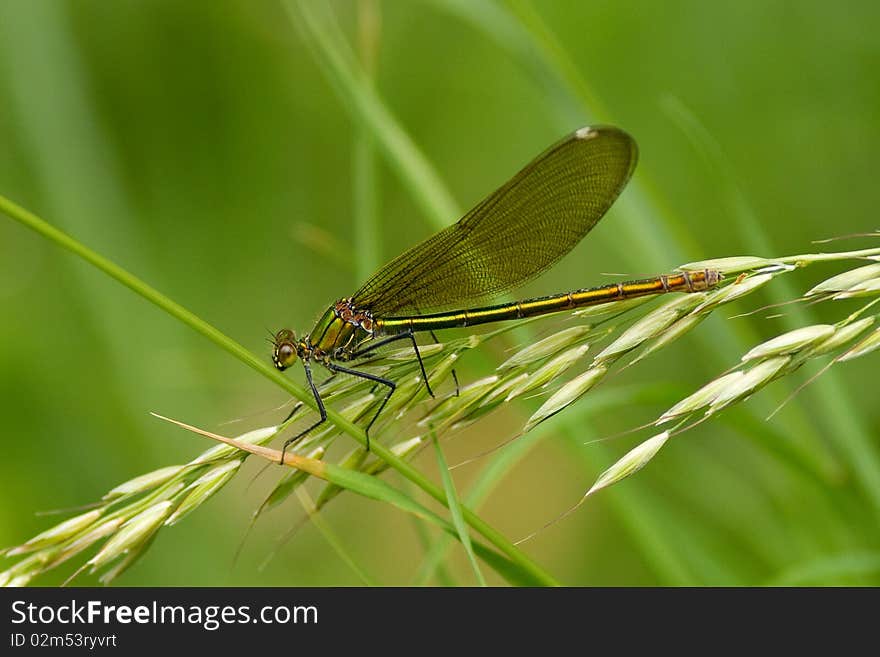 Dragonfly on a green halm