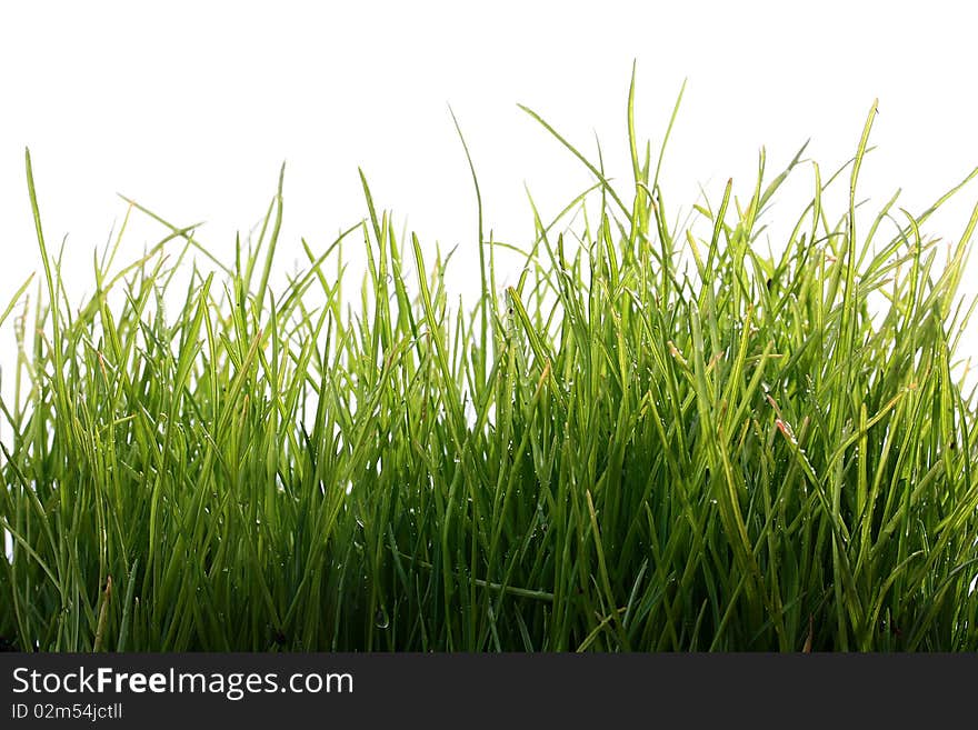 Natural, young green grass on a white background.