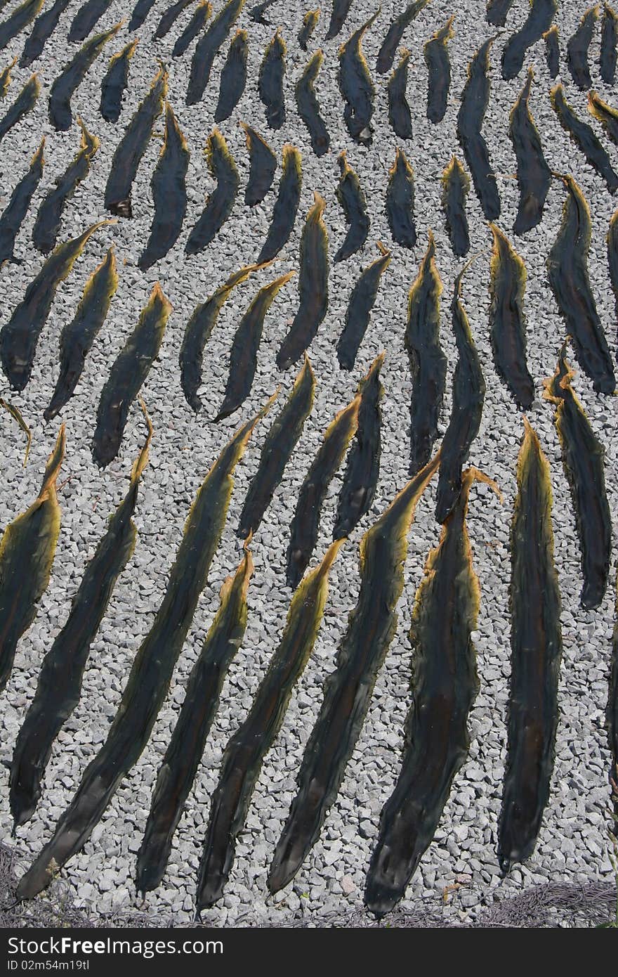 Kelp Seaweed On Beach Vertical