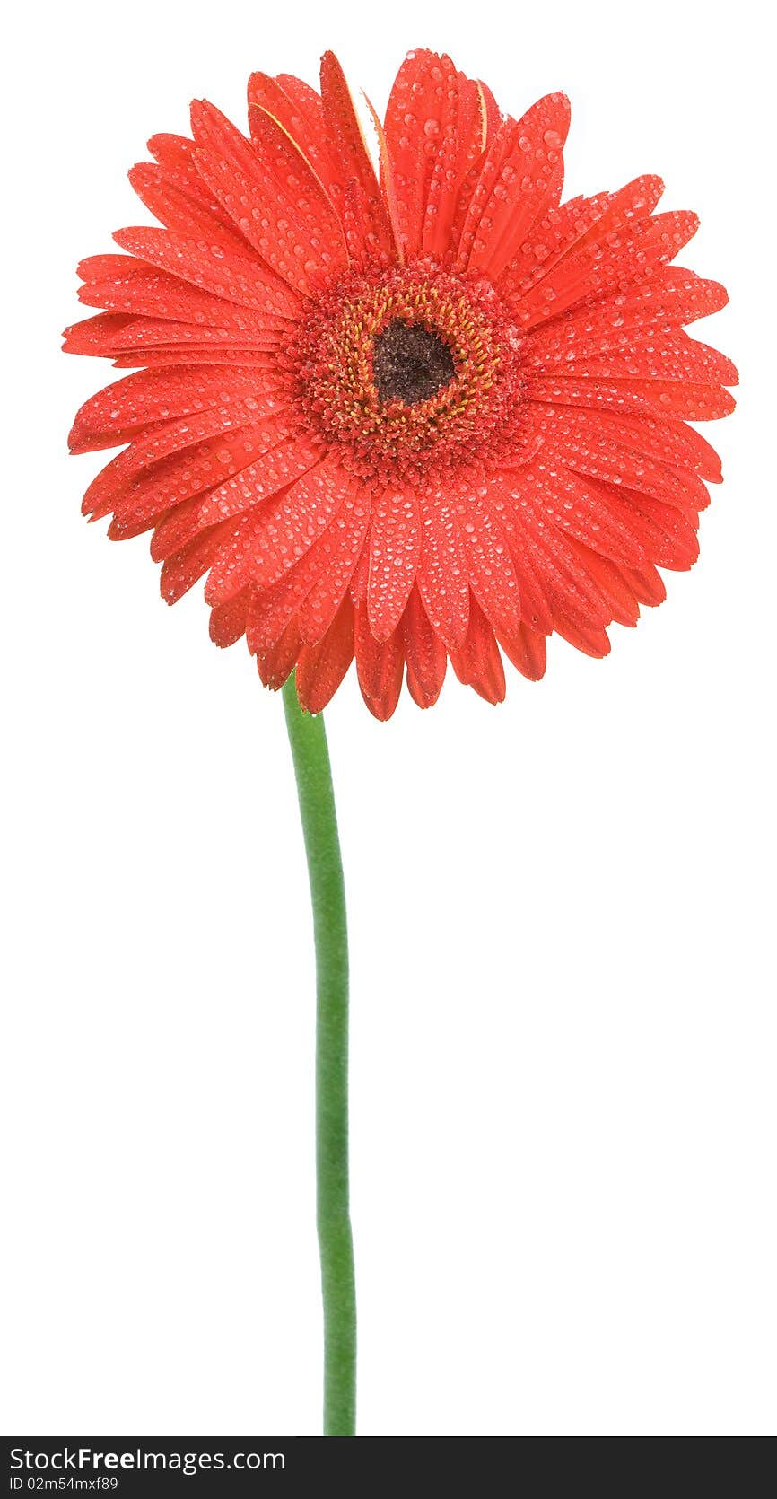 Gerbera daisy after the rain isolated in white background