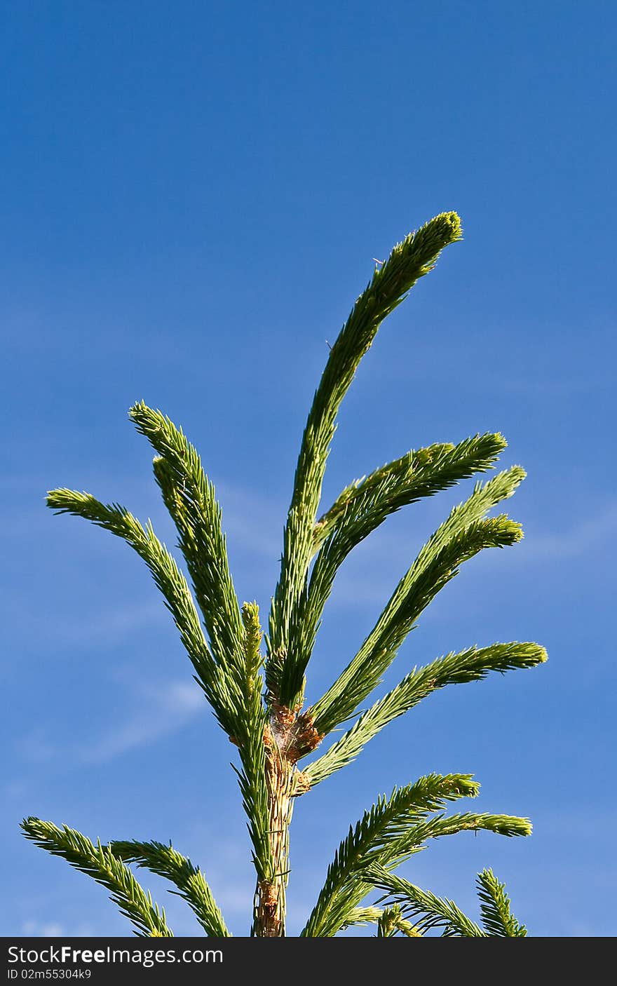 Fur-tree top