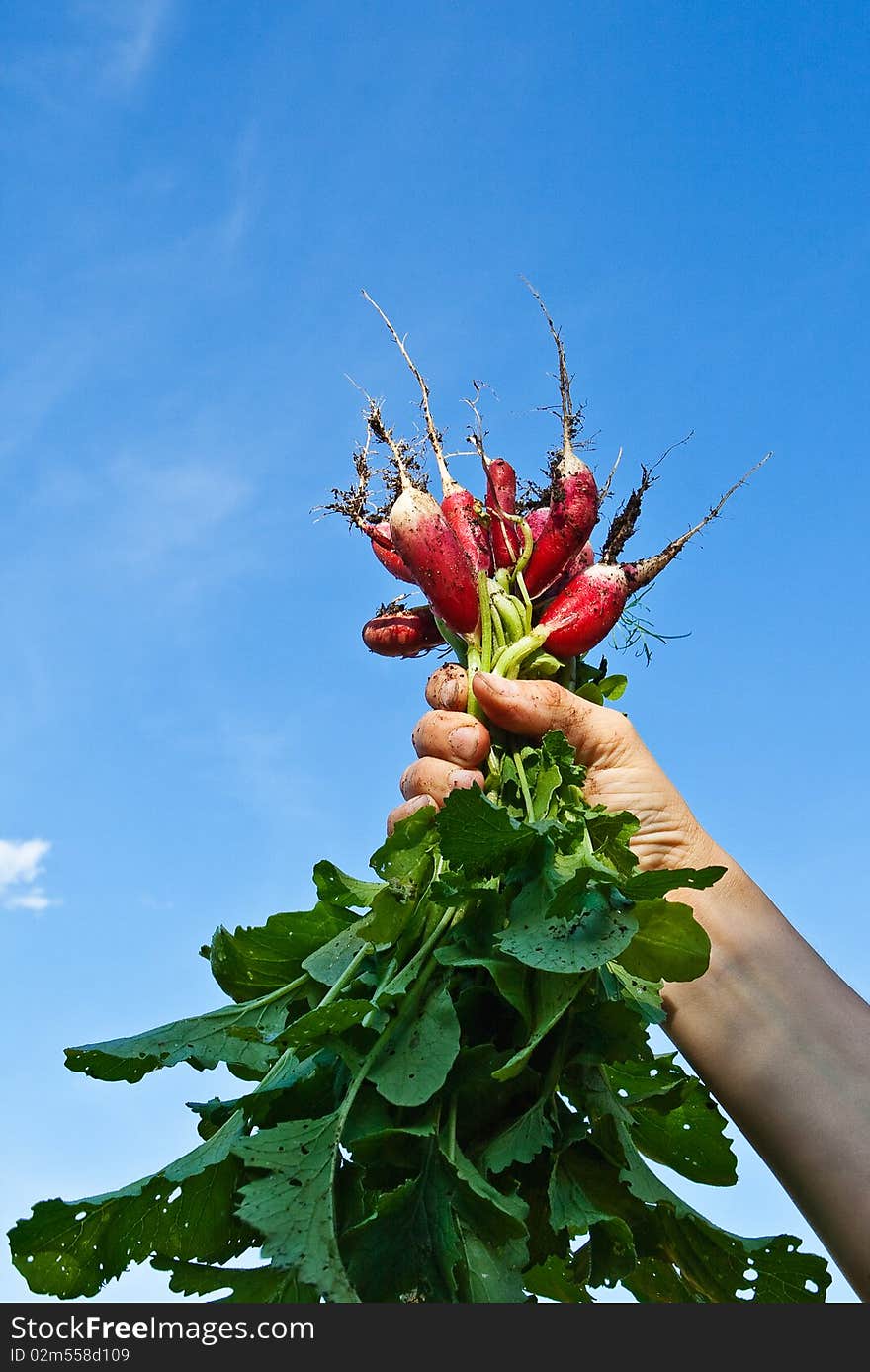 Fresh Radish