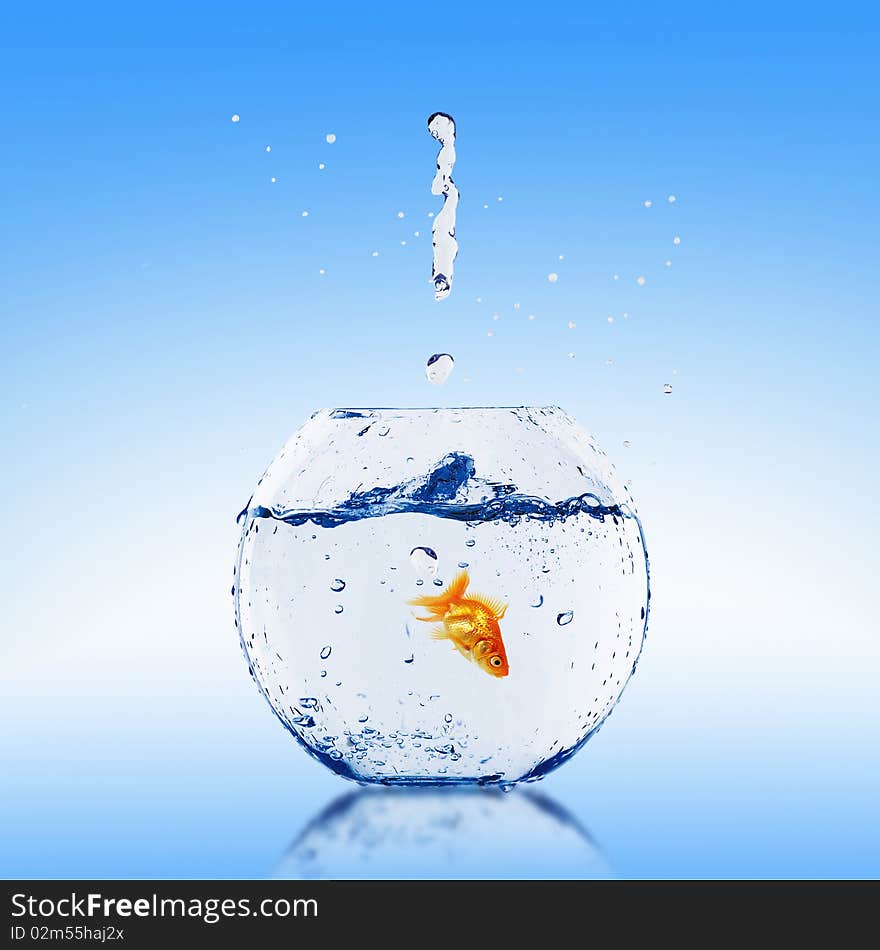 Goldfish jump into the aquarium with water.