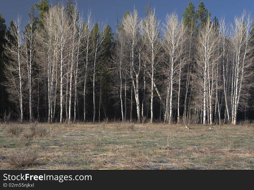 Forest with cedars in the front in the National Park of Yellowstone In early spring. Forest with cedars in the front in the National Park of Yellowstone In early spring