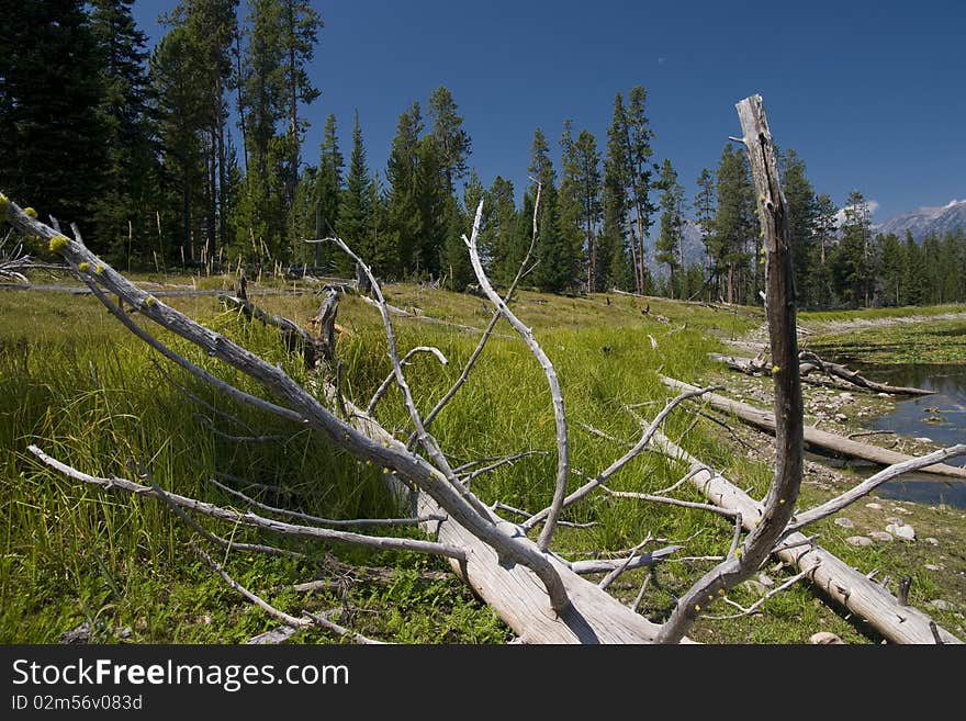 Forest near south entrance Thumb In Yellowstone National Park Established 1872. Forest near south entrance Thumb In Yellowstone National Park Established 1872