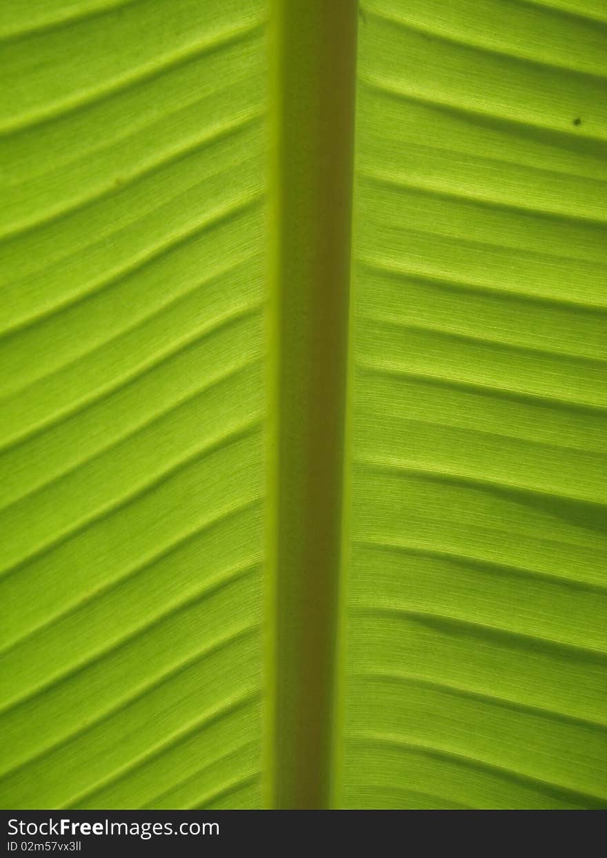 Banan Leaf