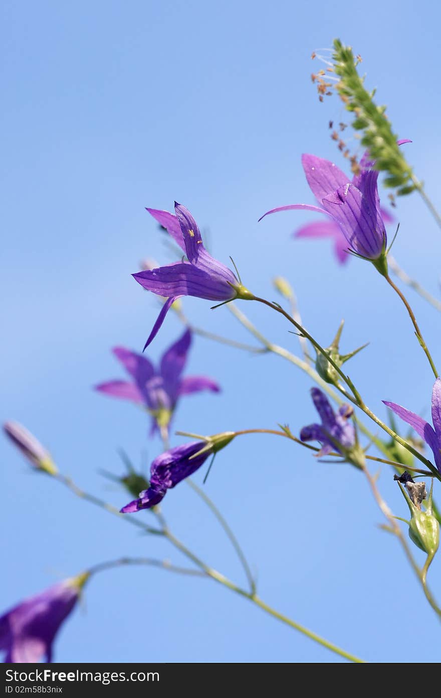 Close up of a flower of a field bluebell. Close up of a flower of a field bluebell