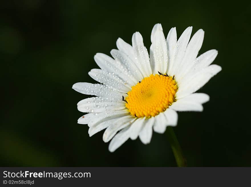 The closeup of the camomile of the field. The closeup of the camomile of the field