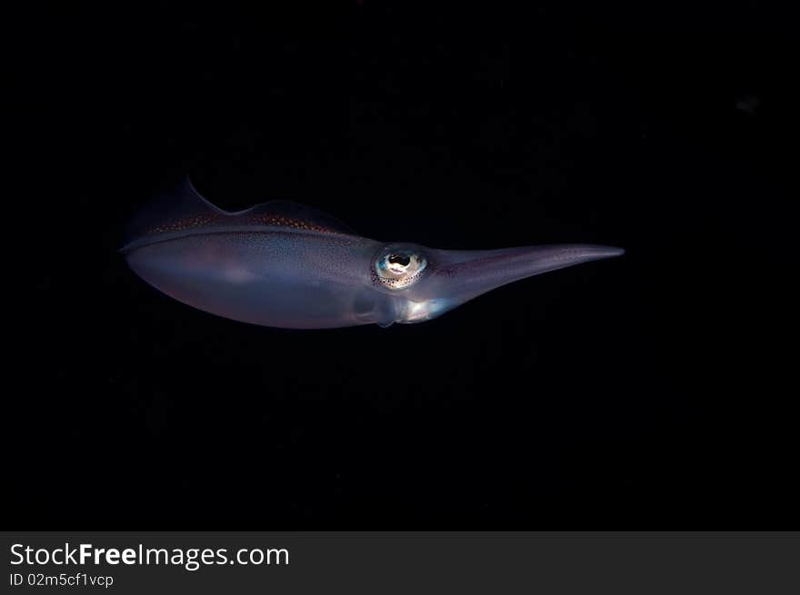 A squid swimming in the dark of Similan National Park, Phuket, Thailand. A squid swimming in the dark of Similan National Park, Phuket, Thailand