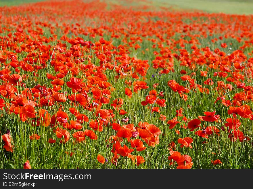 Poppy field