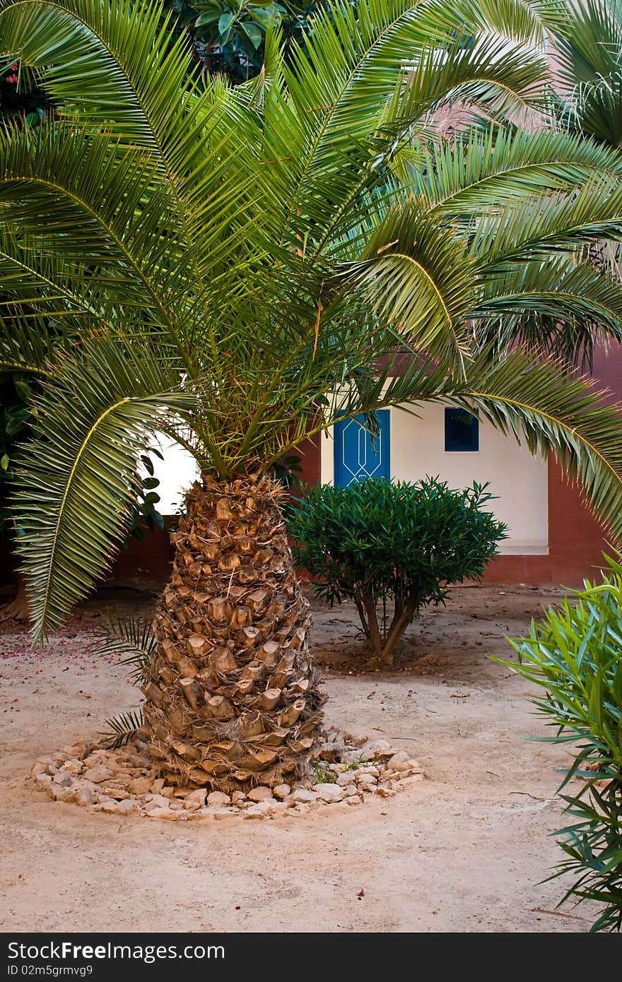 Palm in the small yard in the hotel