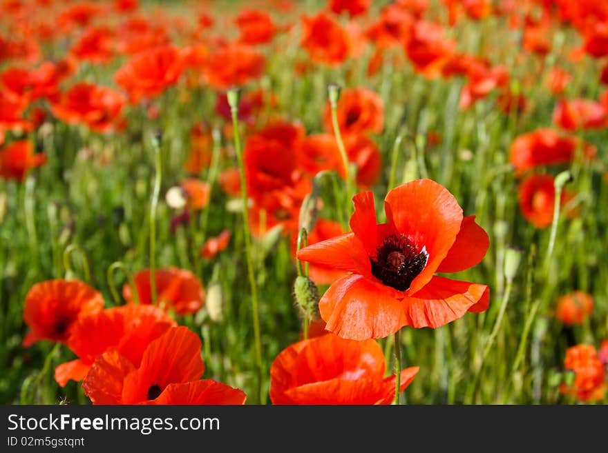 Poppy field