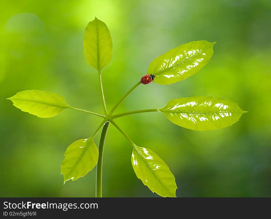 Ladybird On Green Leaf With Blurred Background