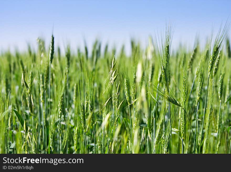 Green field of wheat and blue sky. Green field of wheat and blue sky