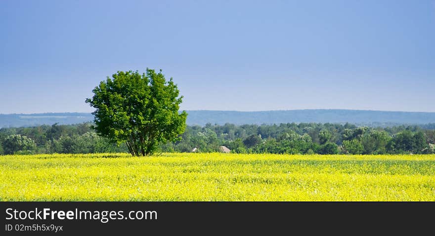 Single tree in a canola field under blue sky