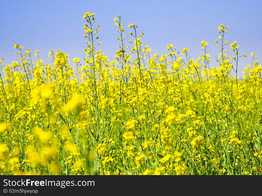 Yellow field of rape and blue sky