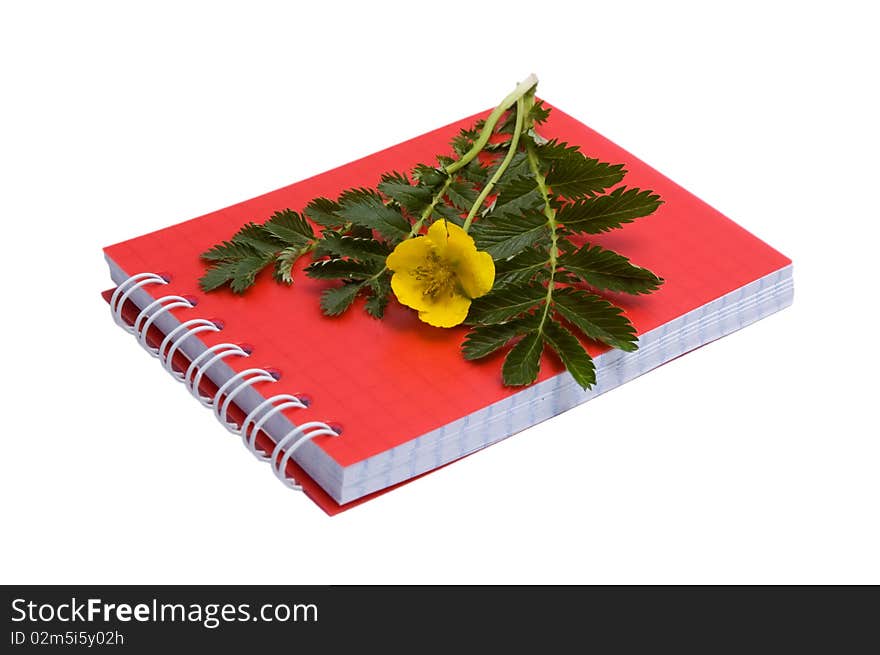 Yellow flower silverweed for description in notebook. Yellow flower silverweed for description in notebook