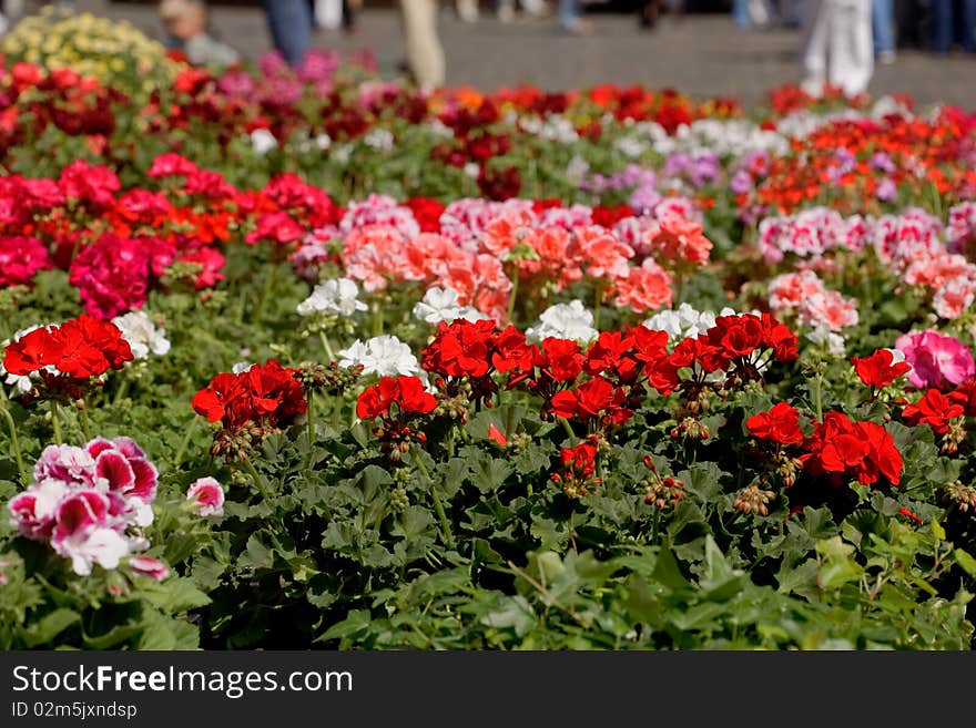 Colorful variety of flowers sold in the market. Colorful variety of flowers sold in the market