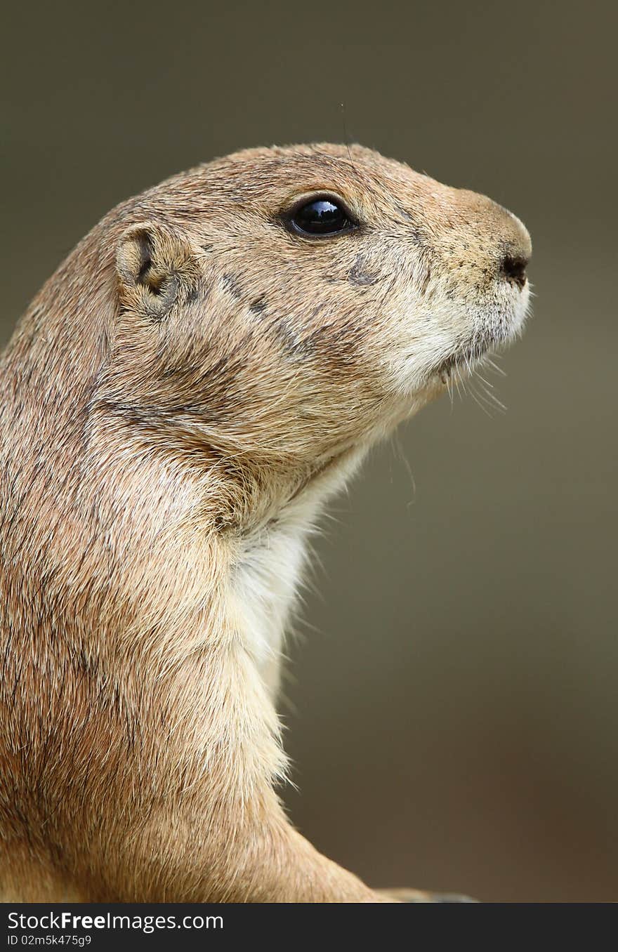 Close up portrait of Prairie Dog. Close up portrait of Prairie Dog.