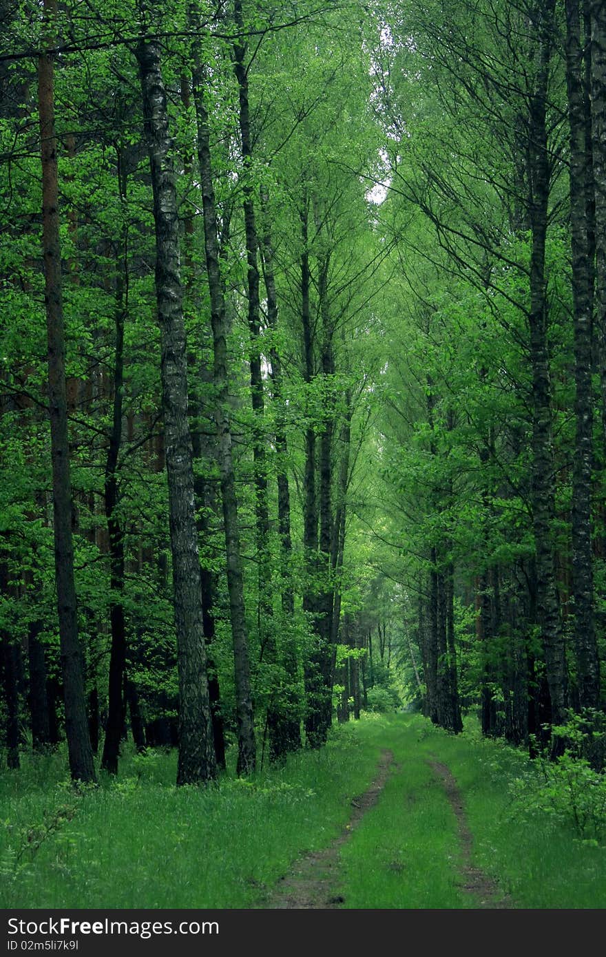 The way in forest