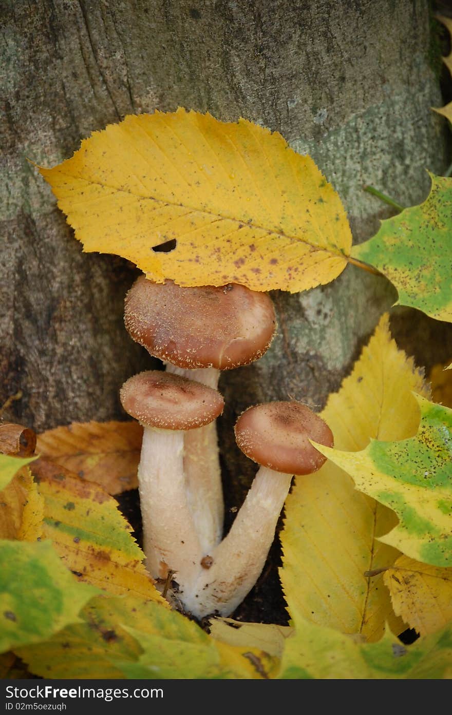 Mushrooms In The Forest