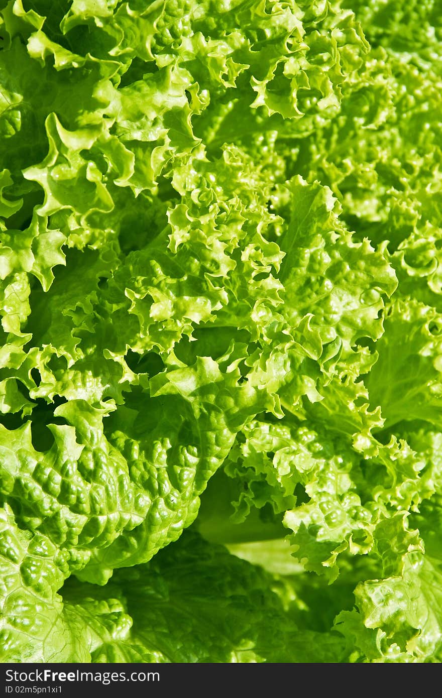 Close up of a fresh green salad. Close up of a fresh green salad