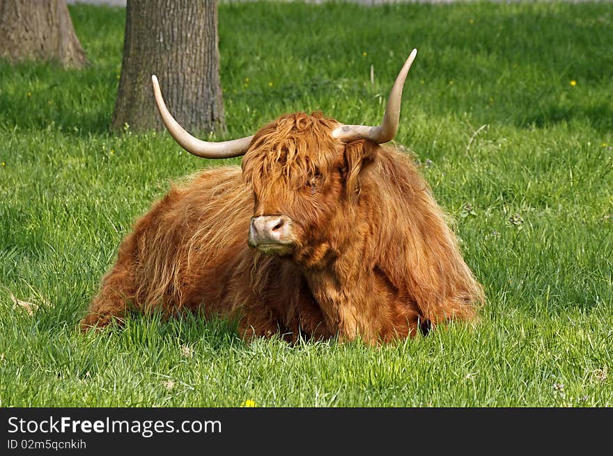 Highland Cattle, Kyloe - Beef cattle with long horns