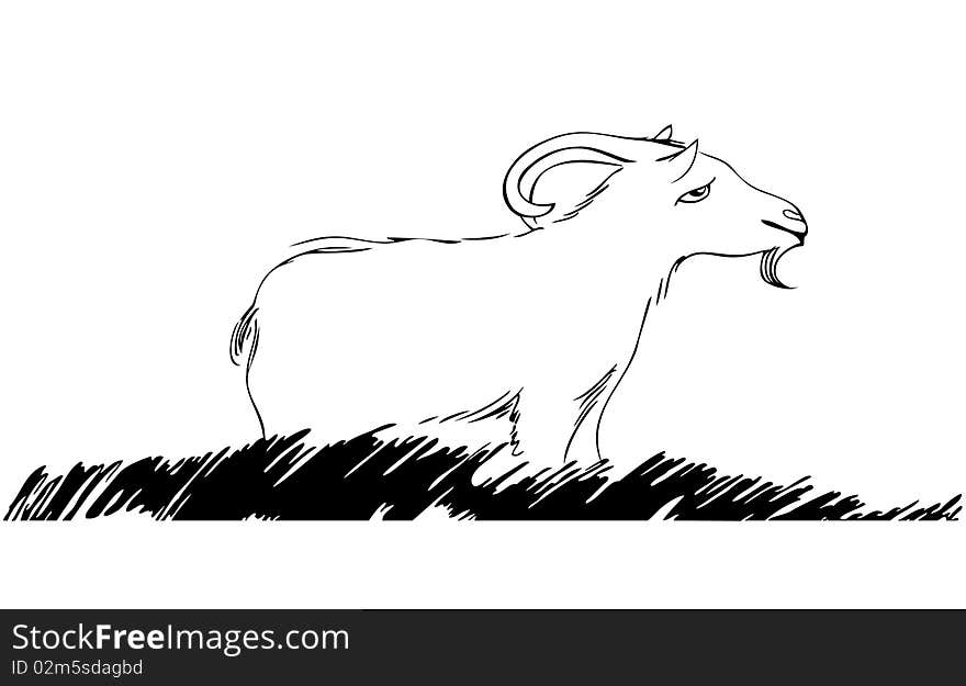 Illustration of goat on pasture. White background